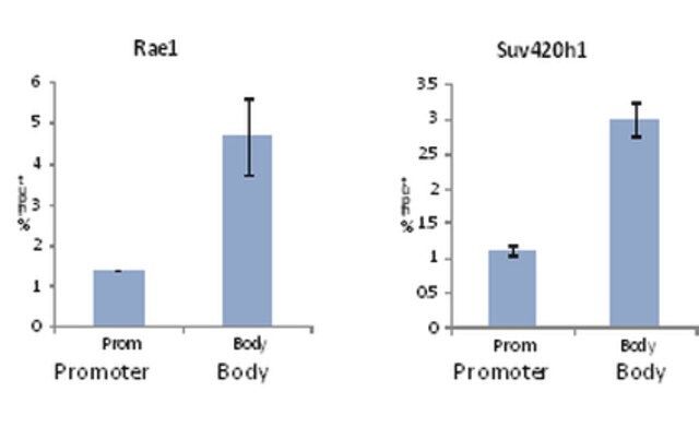 Anti-trimethyl Histone H3 (Lys36) Antibody, Trial Size