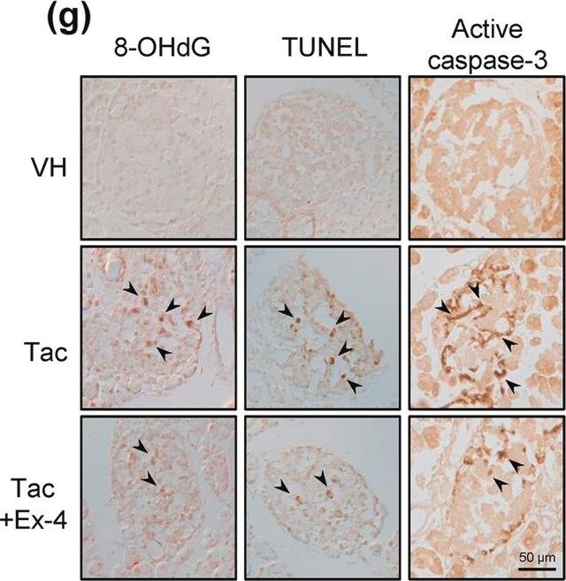 Anti-Caspase 3 Antibody, active (cleaved) form