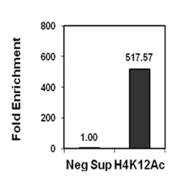 Anti-acetyl-Histone H4 (Lys12) Antibody, Trial Size, rabbit monoclonal