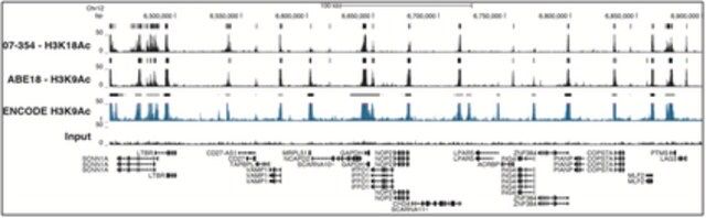 Anti-acetyl-Histone H3 (Lys18) Antibody, Trial Size