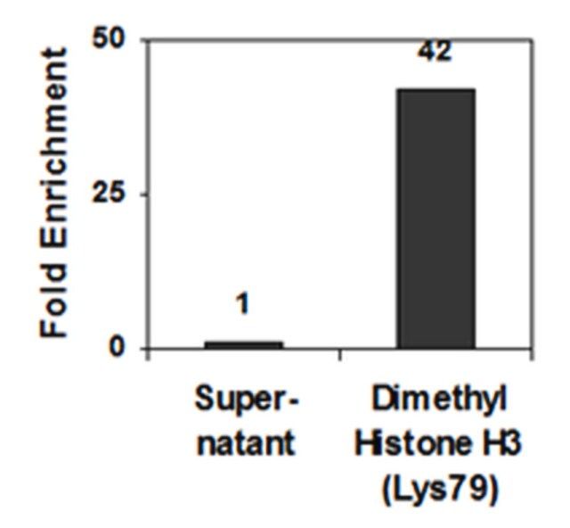 Anti-dimethyl-Histone H3 (Lys79) Antibody, clone NL59, Trial Size, rabbit monoclonal