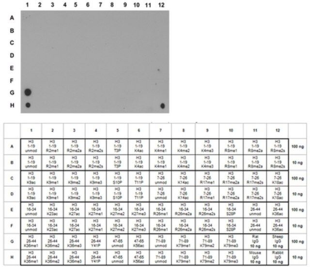 Anti-monomethyl-Histone H3 (Lys36) Antibody, Trial Size