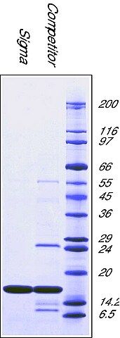 Superoxide Dismutase from bovine erythrocytes