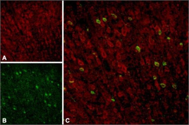 Anti-Sortilin antibody produced in rabbit