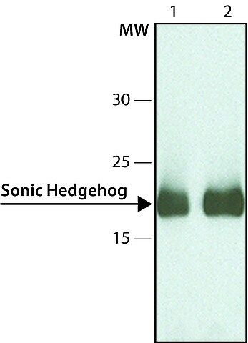 Anti-Sonic Hedgehog antibody, Mouse monoclonal