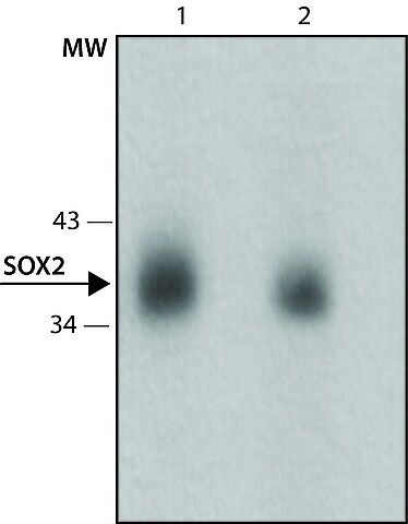 Anti-Sox2 antibody, Mouse monoclonal