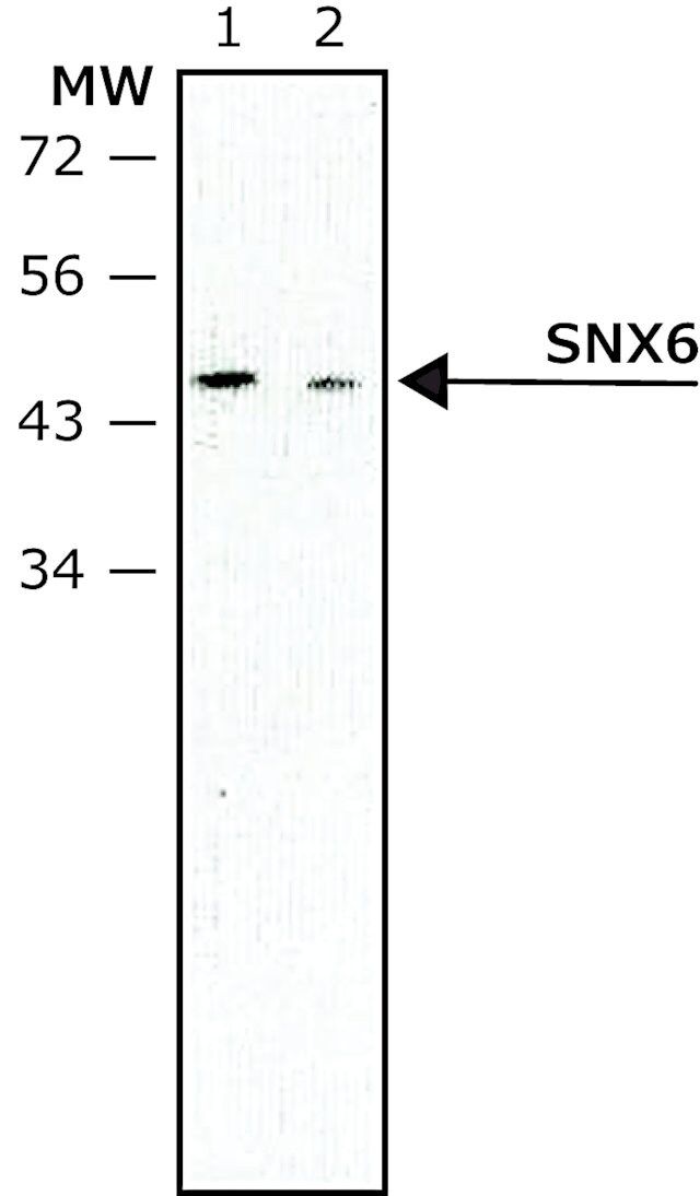 Monoclonal Anti-SNX6 antibody produced in mouse