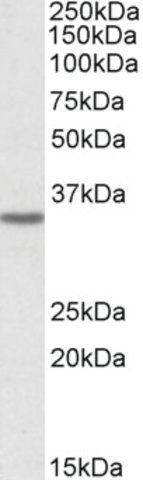 Anti-GHITM antibody produced in goat