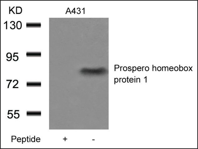 Anti-PROX1 antibody produced in rabbit