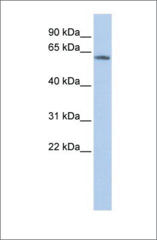 Anti-KCNG4 antibody produced in rabbit