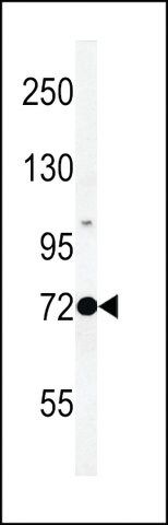 ANTI-PROX-1-S514 antibody produced in rabbit