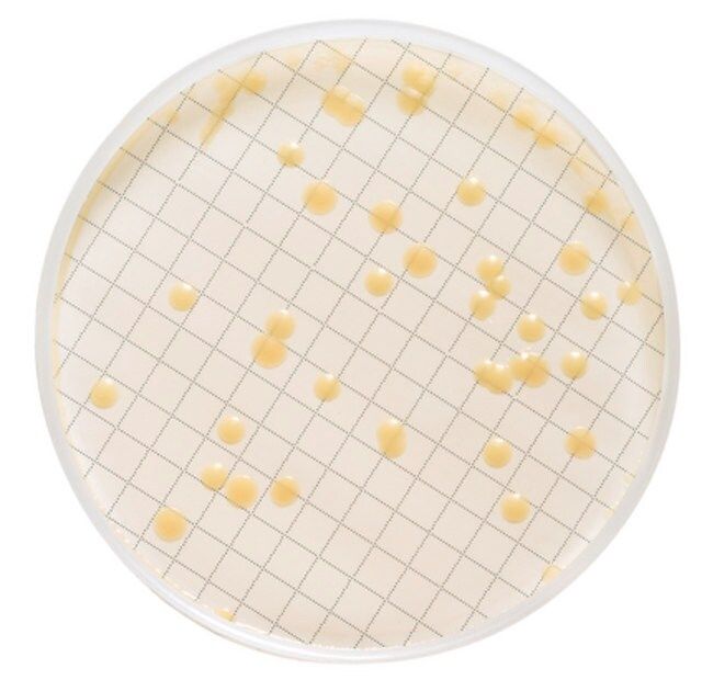 Milliflex<sup>®</sup> Cassette prefilled with Tryptic Soy Agar