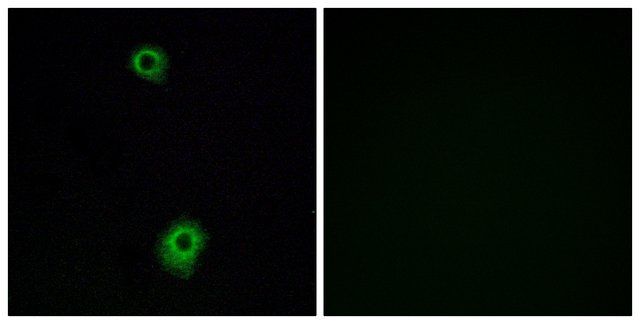 Anti-HTR1B antibody produced in rabbit