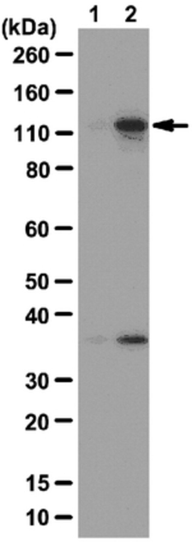 Anti-phospho-MYPT1 (Thr696) Antibody