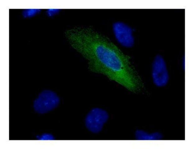 Monoclonal Anti-V5 tag antibody produced in mouse