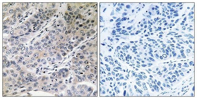 Anti-BRP44 antibody produced in rabbit