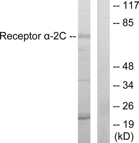 Anti-Adrenergic Receptor -2C antibody produced in rabbit