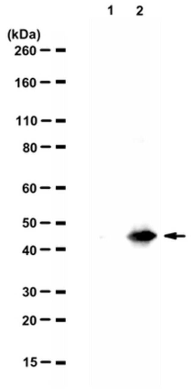 Anti-Tau, AEP-cleaved (N368) Antibody