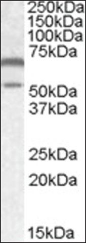 Anti-CAMK2A antibody produced in goat