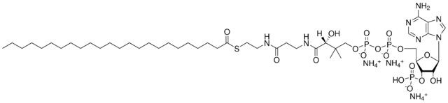 24:0 Coenzyme A