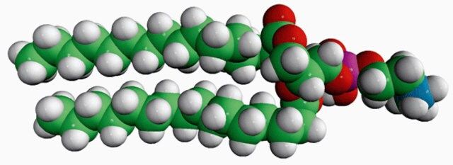 16:0 Monomethyl PE