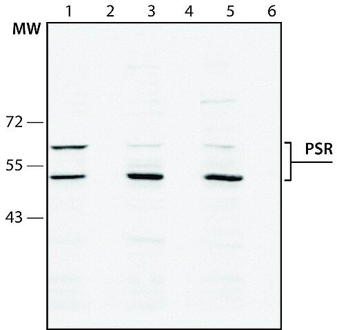 Anti-Phosphatidylserine Receptor antibody produced in rabbit