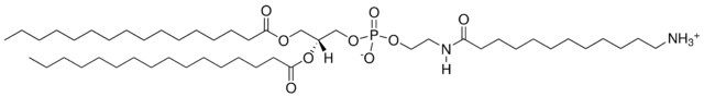 16:0 Dodecanylamine PE