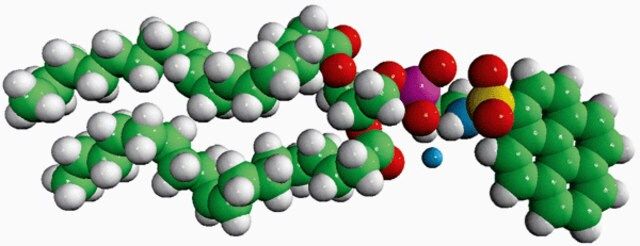 18:1 Pyrene PE