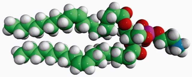 18:1 Monomethyl PE