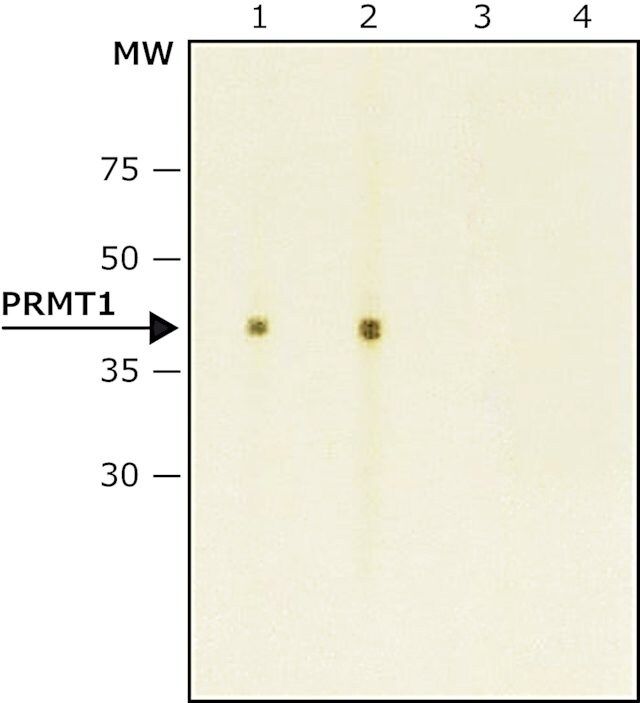 Anti-PRMT1 antibody produced in rabbit