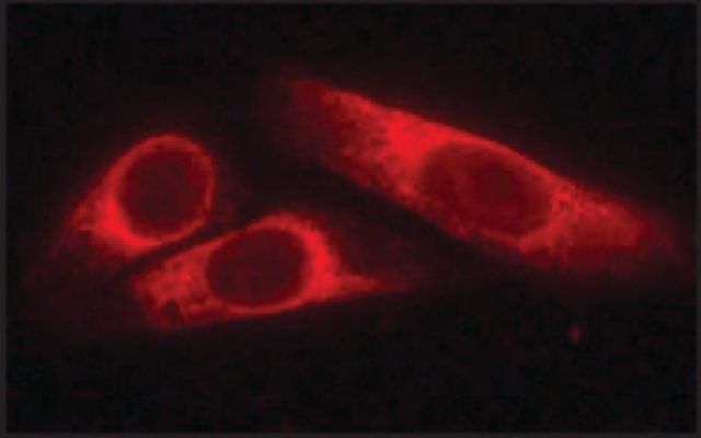 Anti-Protein Disulfide Isomerase antibody produced in rabbit