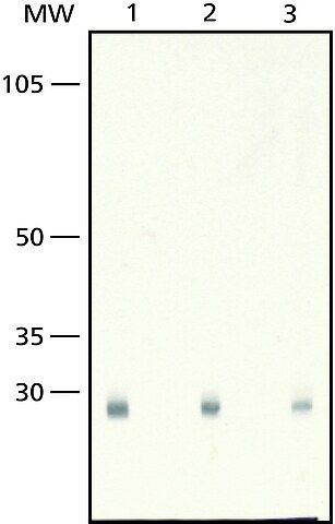 Anti-Peroxiredoxin 3 antibody produced in rabbit