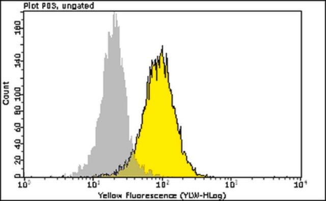 Anti-phospho-ATM (Ser1981) Antibody, clone 10H11.E12 PE conjugate