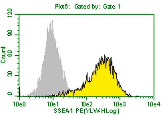 Anti-SSEA-1 Antibody, clone MC-480, PE conjugate