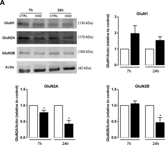 Anti-NMDAR2A Antibody