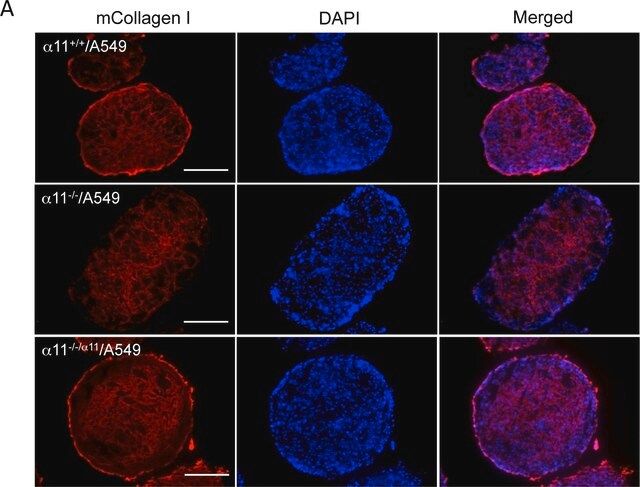 Anti-Mouse Collagen Type I Antibody