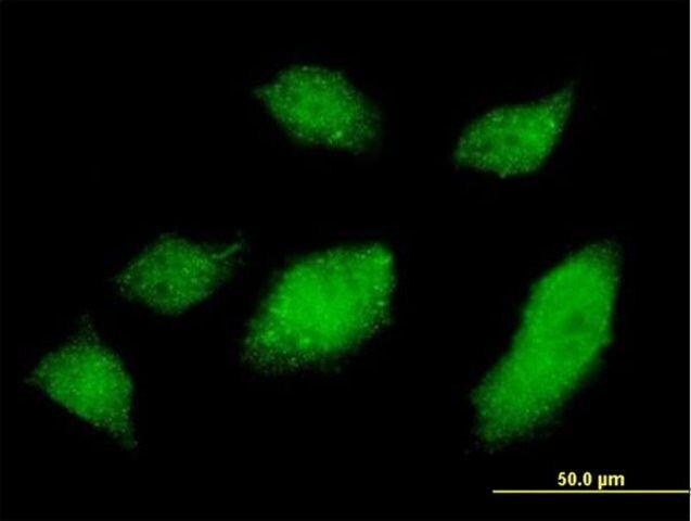 Monoclonal Anti-UBQLN1 antibody produced in mouse