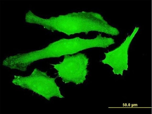 Monoclonal Anti-USP10 antibody produced in mouse