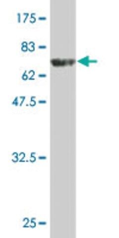 Monoclonal Anti-WDR41 antibody produced in mouse