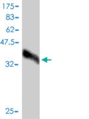 Monoclonal Anti-WFDC2 antibody produced in mouse