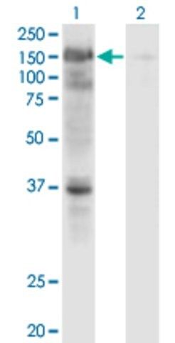 Monoclonal Anti-USP4 antibody produced in mouse