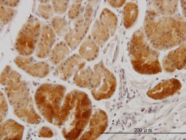 Monoclonal Anti-XAB1 antibody produced in mouse