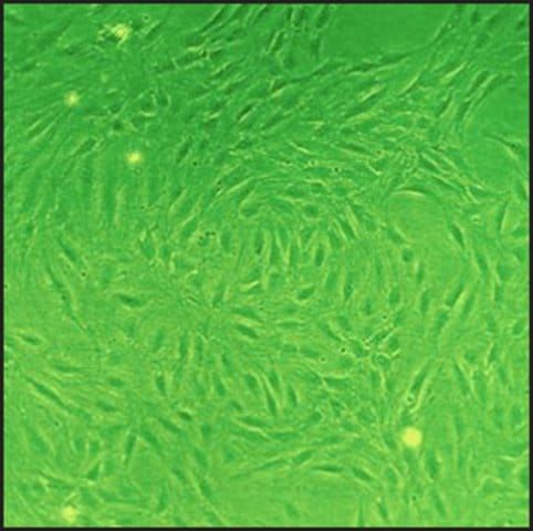 Rat Lung Fibroblasts: RLF, neonatal