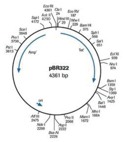 pBR322 DNA