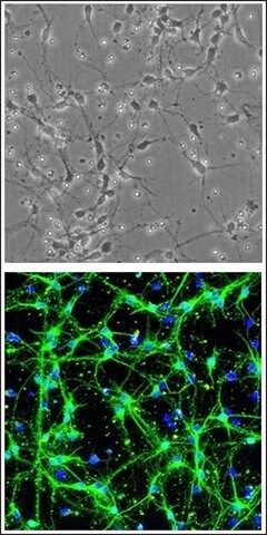 Rat Hindbrain Neurons: RHbN