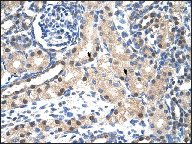 Anti-STAT1 (AB3) antibody produced in rabbit