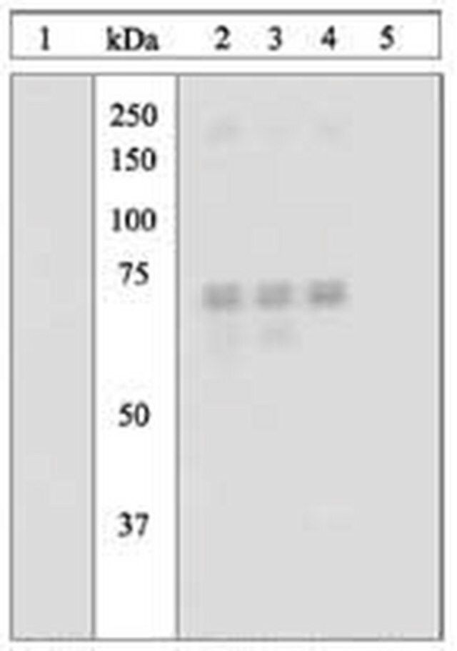 PhosphoDetect Anti-PKR (pThr<sup>4</sup><sup>5</sup><sup>1</sup>) Rabbit pAb