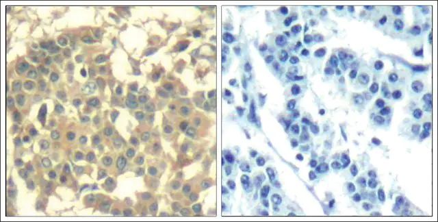 Anti-MET (Ab-1003) antibody produced in rabbit