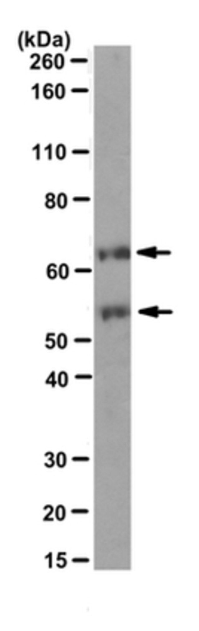 Anti-c-Fos Antibody, clone 2G9C3