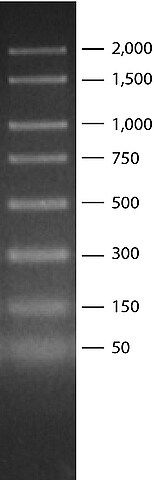 PCR 50-2,000 bp Marker